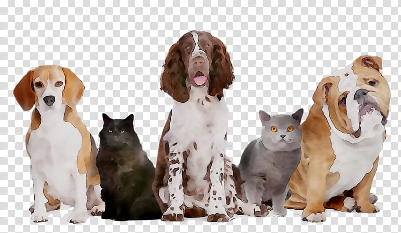 Dog And Cat, Rottweiler, Dobermann, Pet, Aquarium, Collar, Cichlid, Dog Training transparent background PNG clipart