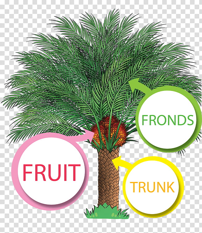 Palm Oil Tree, African Oil Palm, Palm Trees, Palm Oil Production In Malaysia, Palm Kernel Oil, Plantation, Ministry Of Primary Industries, Roundtable On Sustainable Palm Oil transparent background PNG clipart