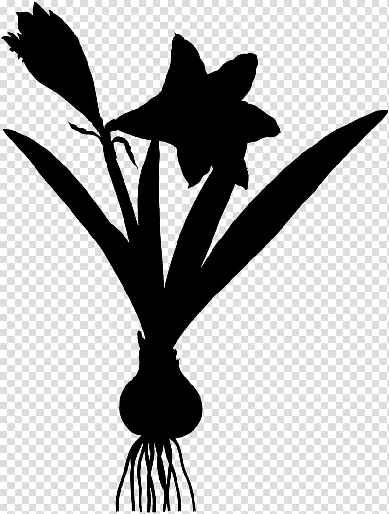 Leaf Silhouette, Flower, Plant Stem, Beak, Plants, Blackandwhite, Amaryllis Belladonna, Narcissus transparent background PNG clipart