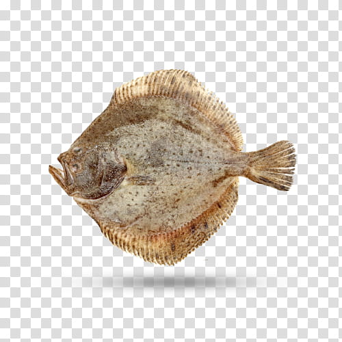 Fish, Turbot, Halibut, Flounder, Flatfish, Sole transparent background PNG clipart