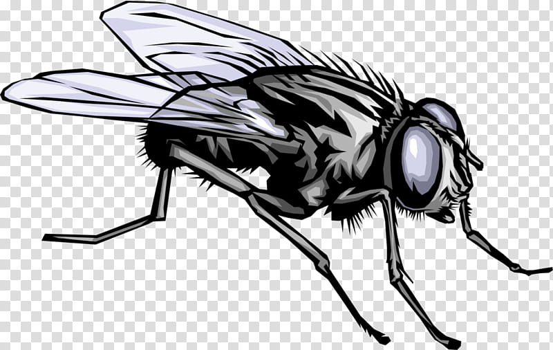Science, Insect, Cern, Drawing, Physics, Fly, Pest, Black And White transparent background PNG clipart