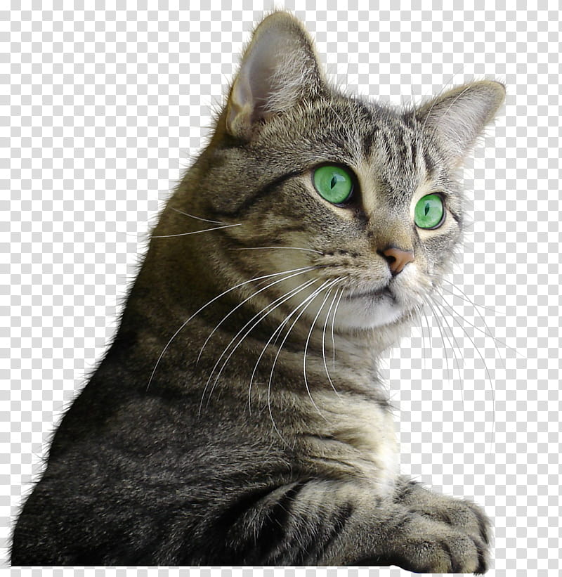 brown tabby cat transparent background PNG clipart