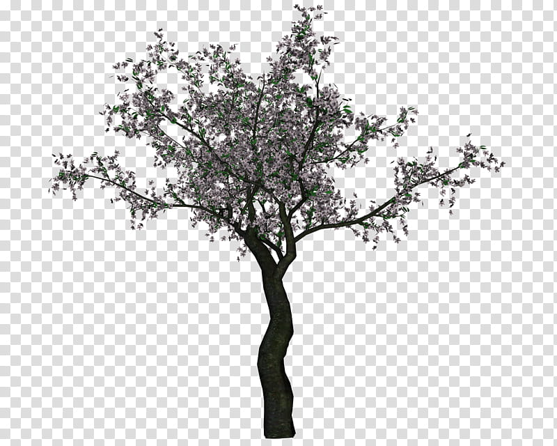 Cherry Tree , purple-petaled flower transparent background PNG clipart