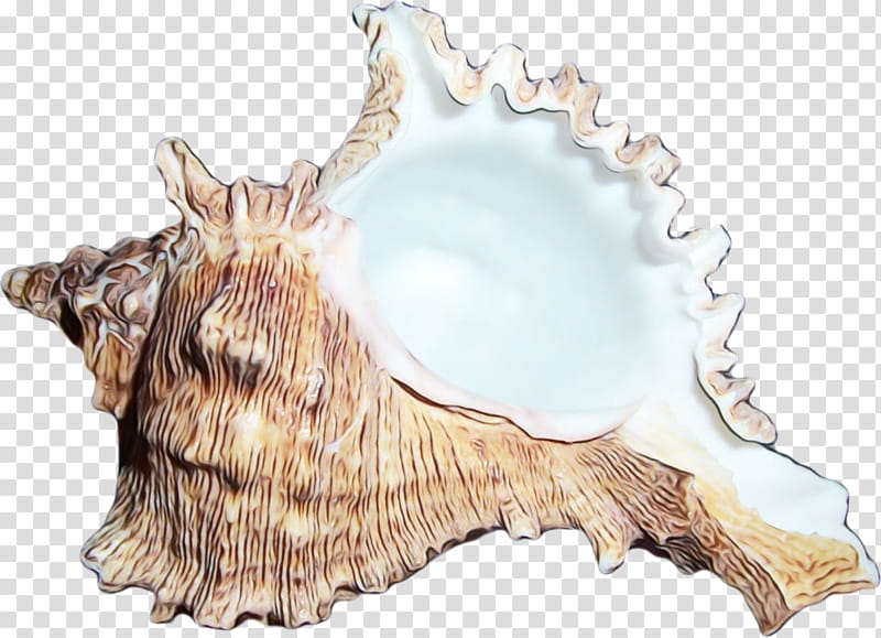 Snail, Seashell, Drawing, Blog, Sea Snail, Mollusc Shell, Shellfish, Conch transparent background PNG clipart