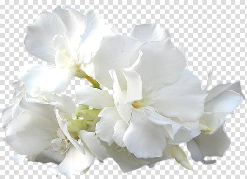 white flower petal plant cut flowers, Gardenia, Flowering Plant, Peony, Mock Orange, Hydrangea transparent background PNG clipart