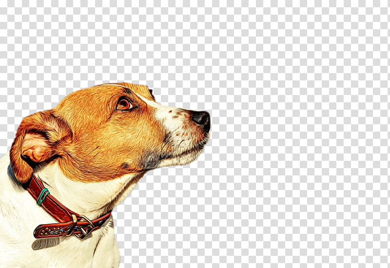 American Bulldog, Jack Russell Terrier, Staffordshire Bull Terrier, English Foxhound, Parson Russell Terrier, American Pit Bull Terrier, Beagle, American Foxhound transparent background PNG clipart