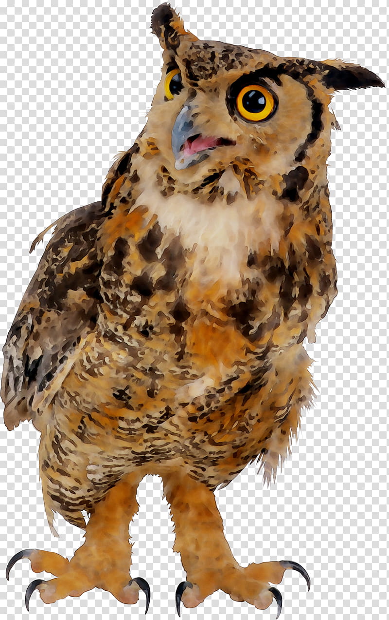 Watercolor Animal, Owl, Beak, Feather, Wildlife, Bird, Bird Of Prey, Eastern Screech Owl transparent background PNG clipart
