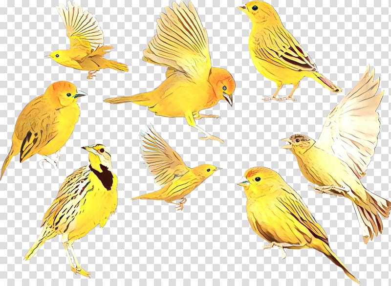 Feather, Bird, Atlantic Canary, Finch, Songbird, Beak, Yellow, Perching Bird transparent background PNG clipart