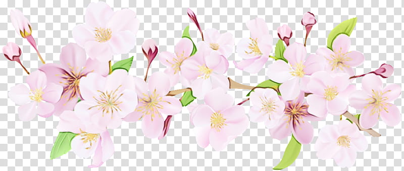 Background Womens Day, Cherry Blossom, Floral Design, Spring
, Flower, Drawing, March, Tulip transparent background PNG clipart