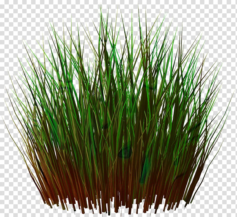 Green Grass, Vetiver, Lawn, Drawing, Herbaceous Plant, Plants, Animation, Grasses transparent background PNG clipart