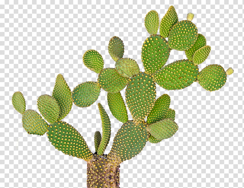 Cactus Transparent PNG Clip Art Image​