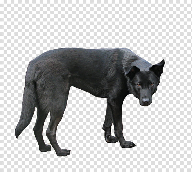 Black Dog, adult black German shepherd transparent background PNG clipart