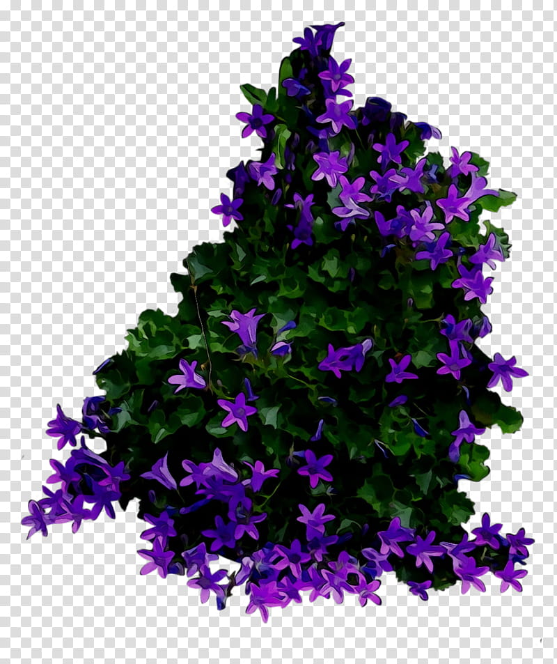 Lavender Flower, Bellflower, Annual Plant, Shrub, Plants, Purple, Violet, Blue transparent background PNG clipart