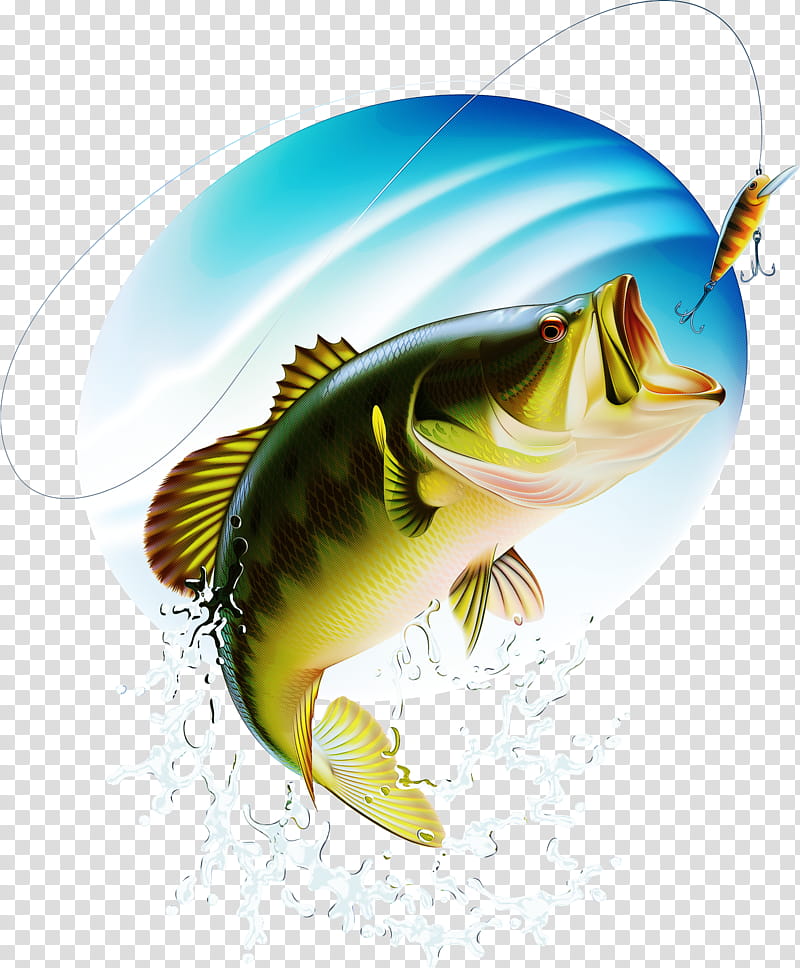 fish fish fin bass cichla, Northern Largemouth Bass, Perch, Bonyfish transparent background PNG clipart