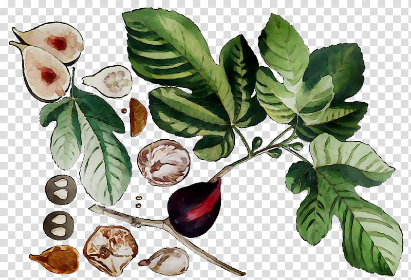 Fig Tree, Fruit, Bell Jar, Common Fig, Herbalism, Leaf, Superfood, Ebook tr...