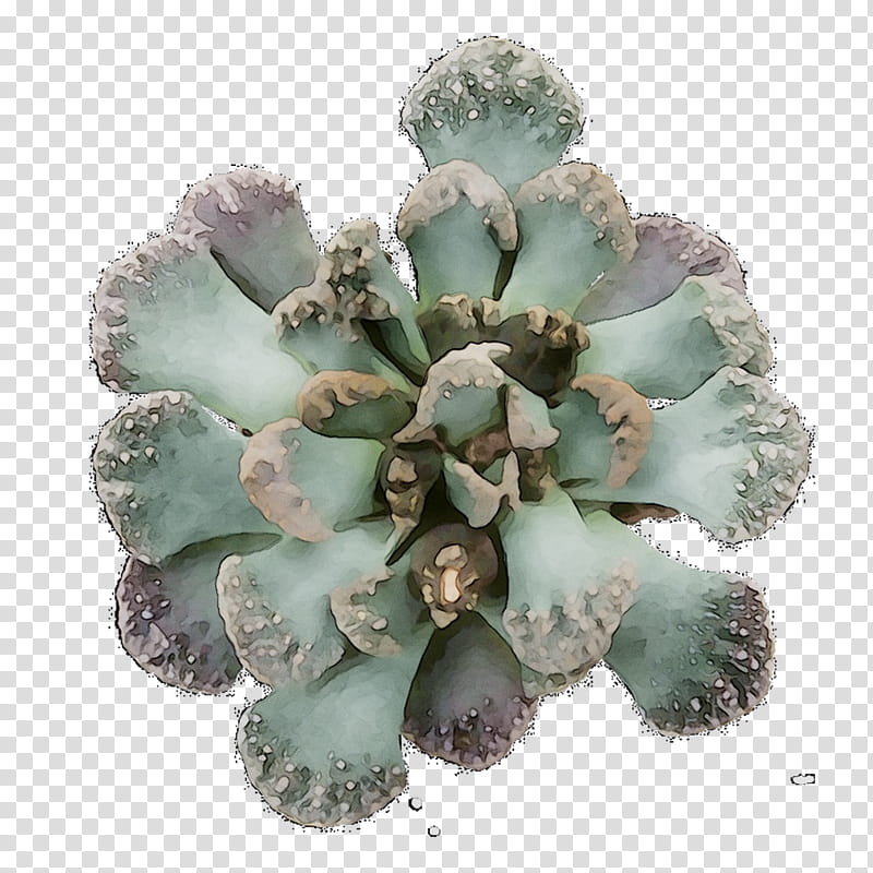 Family, Flower, Echeveria, Plant, Stonecrop Family, Agave, Succulent Plant, Mineral transparent background PNG clipart