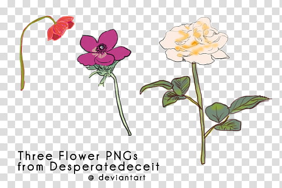 Handdrawn Flower s, white, red, and pink flowers transparent background PNG clipart