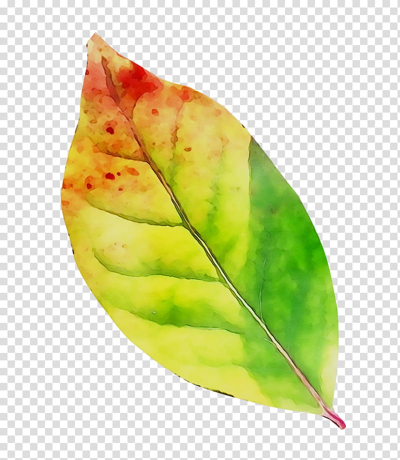 Green Leaf, Plant Pathology, Plants, Flower, Anthurium, Perennial Plant transparent background PNG clipart