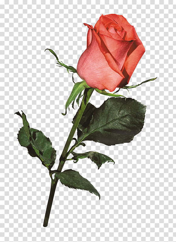 ROSES SET, red rose flower art transparent background PNG clipart