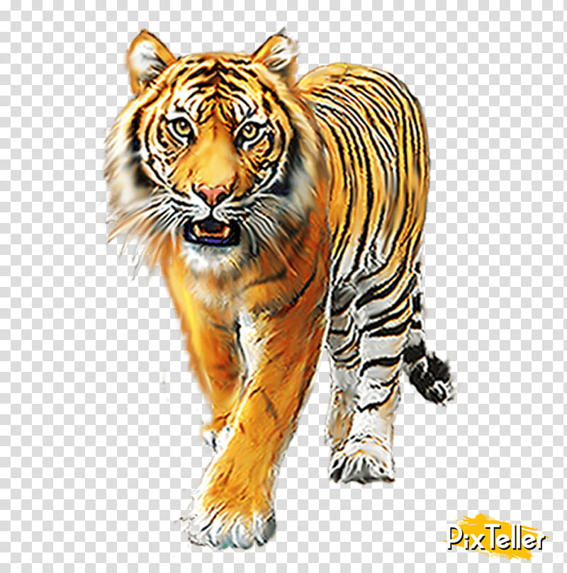 Cats, Tiger, Lion, Jaguar, Cheetah, Animal, Video Games, Bengal Tiger transparent background PNG clipart