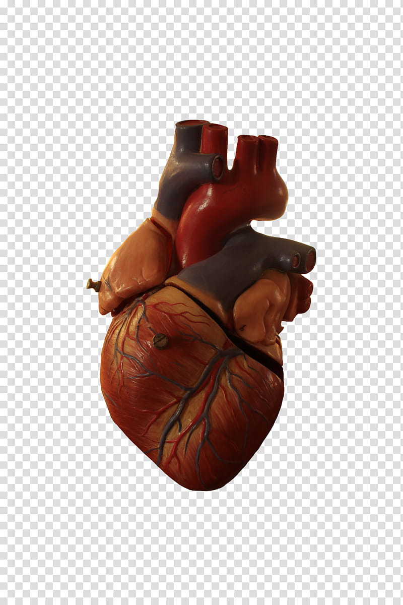 Human heart model, heart illustration transparent background PNG clipart
