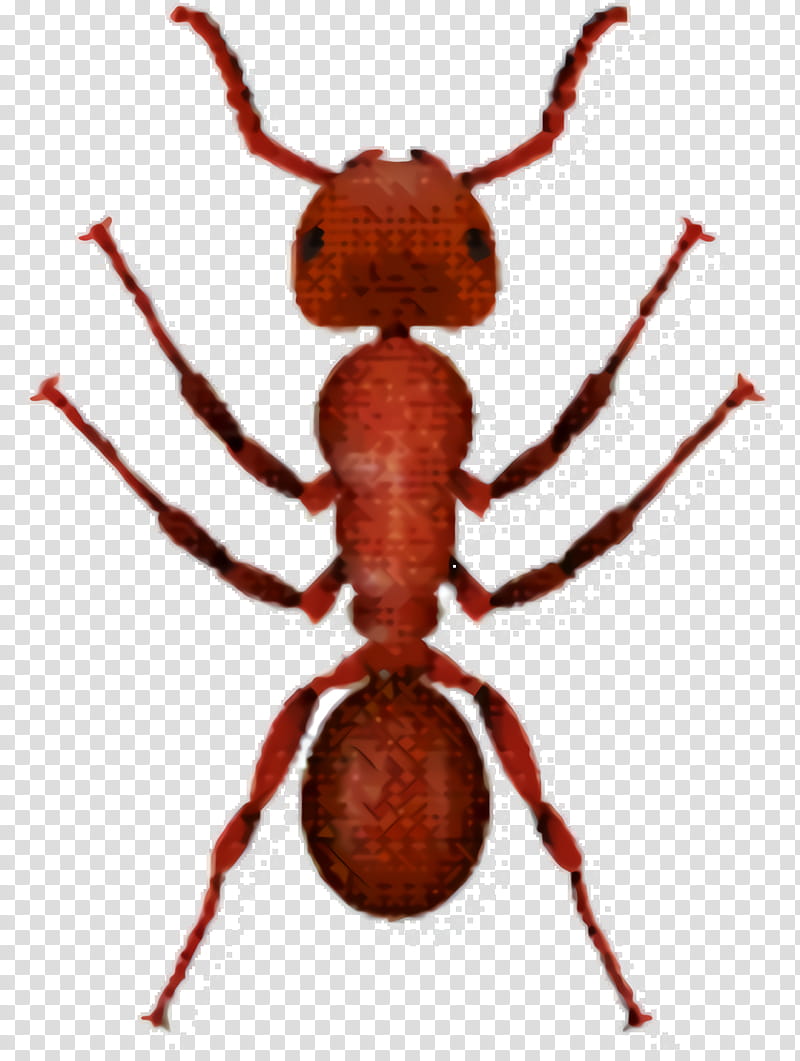 Ant, Insect, Silhouette, Pest, Ant Colony, Parasite, Arachnid transparent background PNG clipart