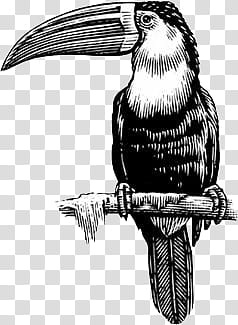 B and W, Hornbill illustration transparent background PNG clipart