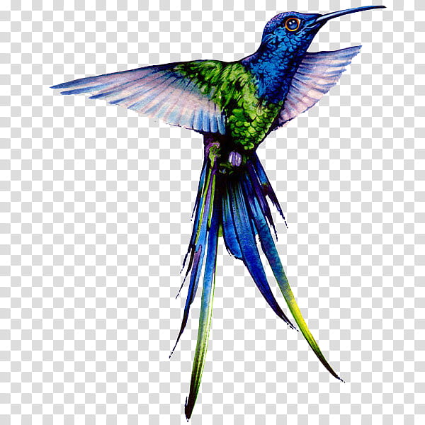 Green aesthetic, blue and green hummingbird illustration transparent background PNG clipart