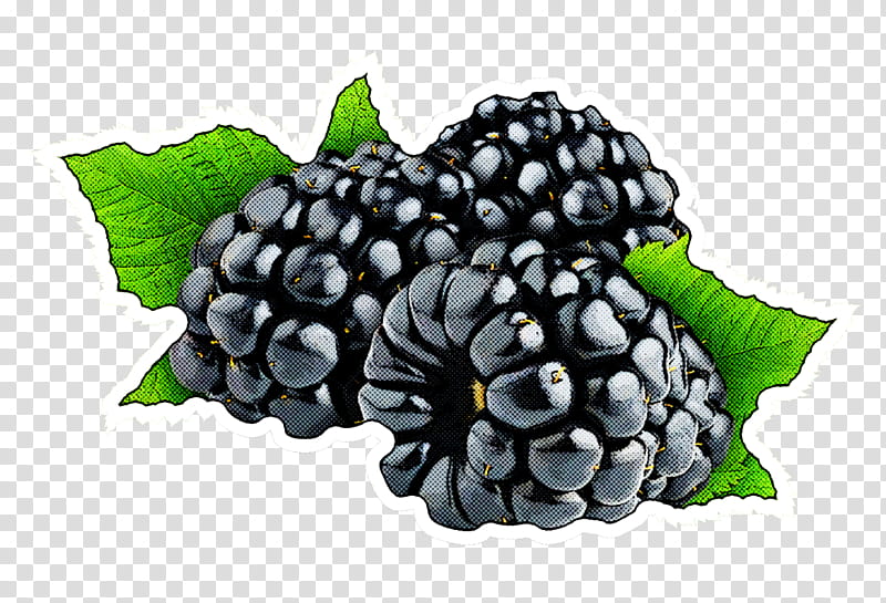 berry blackberry plant fruit rubus, Leaf, Superfood, Flower, Frutti Di Bosco transparent background PNG clipart