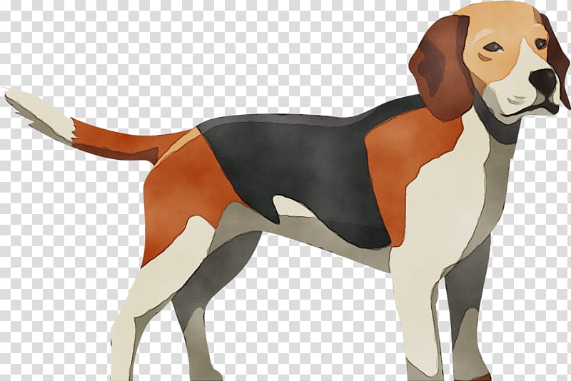 dog dog breed beagle-harrier english foxhound american foxhound, Watercolor, Paint, Wet Ink, Beagleharrier transparent background PNG clipart