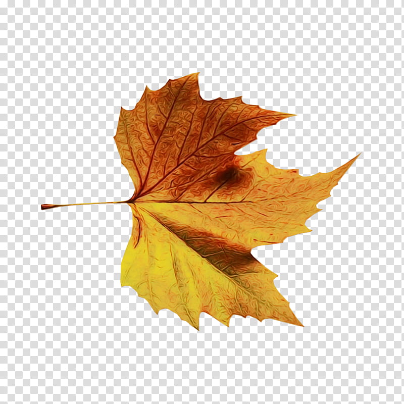 Autumn Leaves Watercolor, Paint, Wet Ink, Maple Leaf, Autumn Leaf Color, Japanese Maple, Tree, Deciduous transparent background PNG clipart