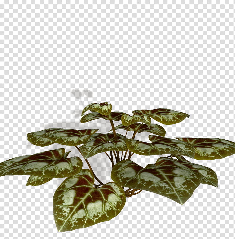 SYOCK cyclamen, cordate-shaped green leaves illustration transparent background PNG clipart