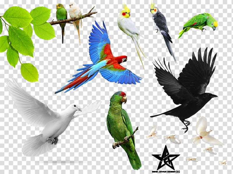 ignore , assorted birds collage transparent background PNG clipart