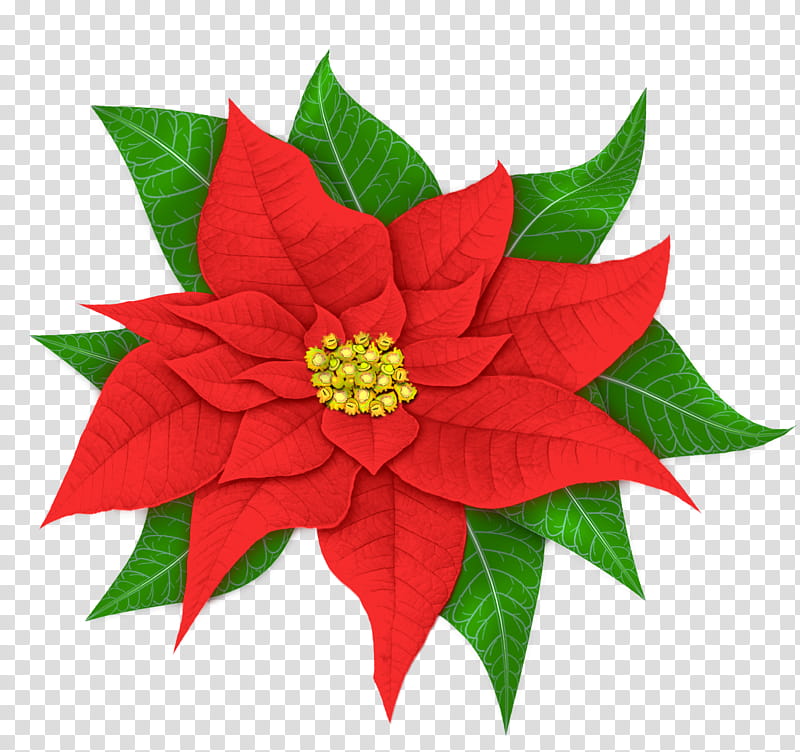 Red Pointsettia, red-petaled flowers illustration transparent background PNG clipart