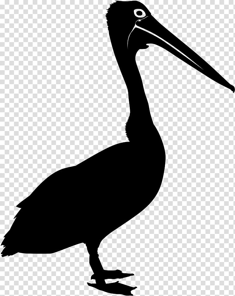 Bird Silhouette, Australian Pelican, Drawing, Brown Pelican, Beak, Pelecaniformes, Seabird, Ibis transparent background PNG clipart