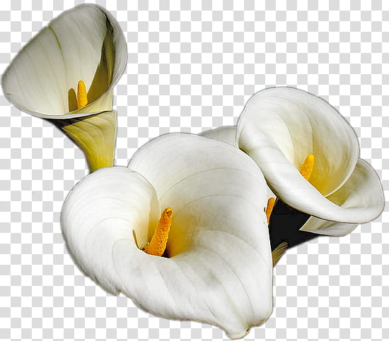 Orchid Flower, Drawing, Painting, Tulip, Portrait, Calas, Plant, Arum transparent background PNG clipart