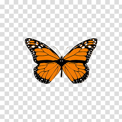 Buterfly, black and orange butterfly transparent background PNG clipart