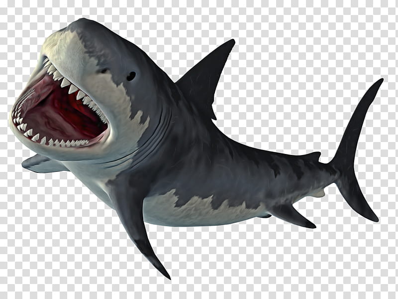 Shark, Great White Shark, Fish, Cartilaginous Fish, Lamniformes, Lamnidae, Tiger Shark, Animal Figure transparent background PNG clipart
