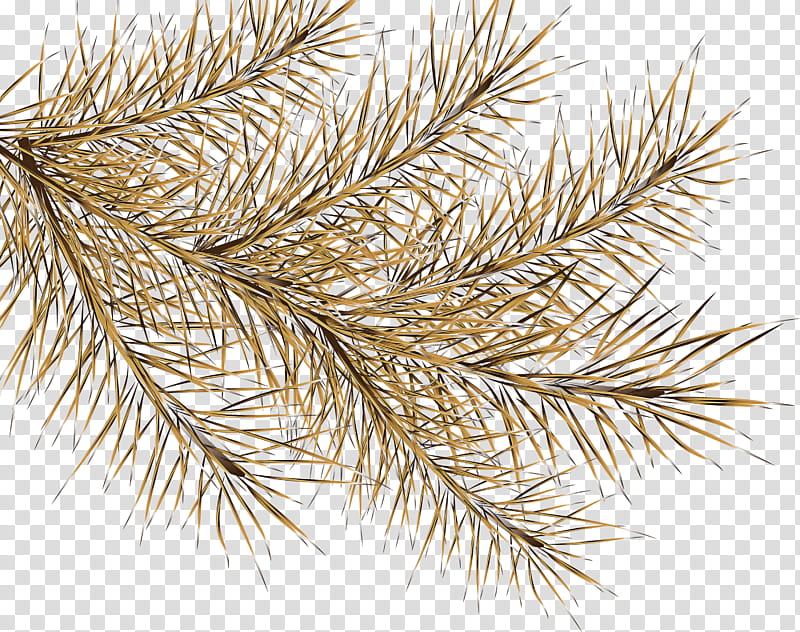 white pine red pine tree oregon pine shortstraw pine, Branch, Colorado Spruce, Loblolly Pine, Plant, Lodgepole Pine, Jack Pine, Western Yellow Pine transparent background PNG clipart