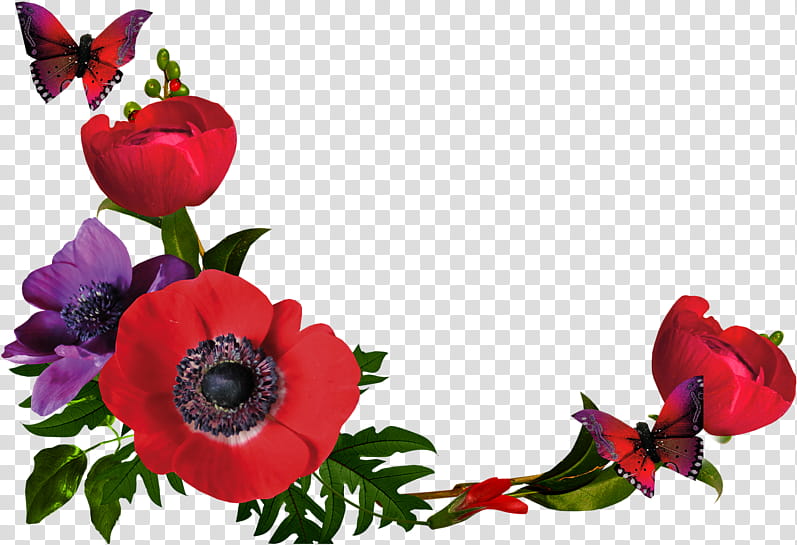 Flowers, Borders , Video, Waiting For Spring, Poppy, Red, Plant, Cut Flowers transparent background PNG clipart