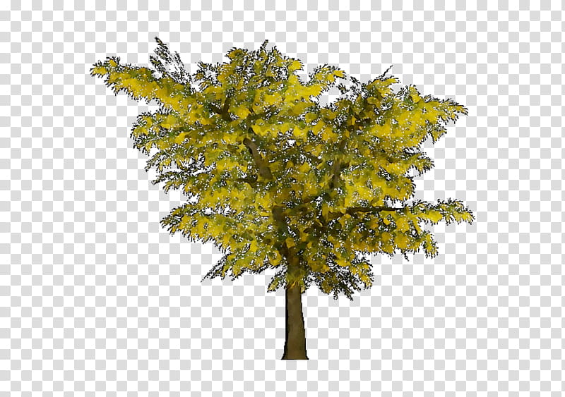 Mimosa Flower, Twig, Maidenhair Tree, Larch, Plant, Woody Plant, Yellow, Leaf transparent background PNG clipart