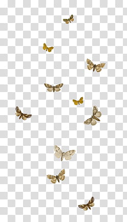 AESTHETIC GRUNGE, swarm of beige moths transparent background PNG clipart