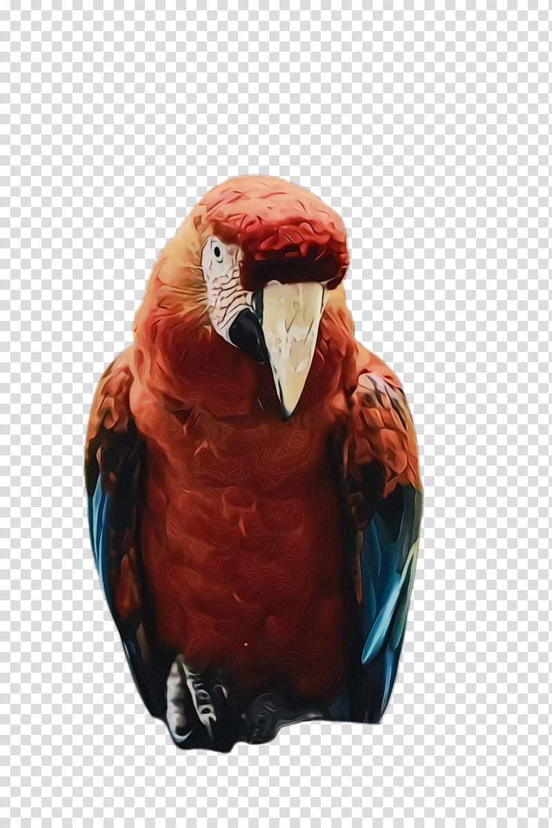 Colorful, Parrot, Bird, Exotic Bird, Tropical Bird, Macaw, Beak transparent background PNG clipart