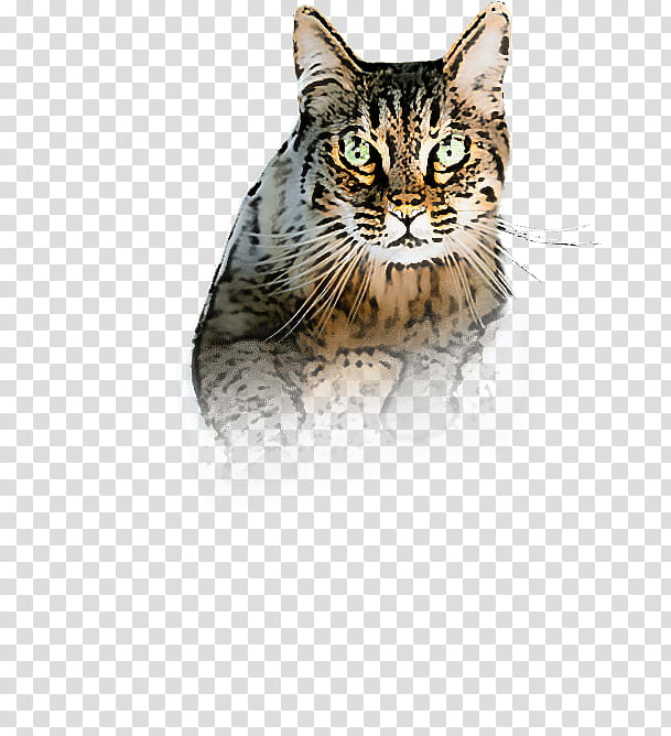 cat small to medium-sized cats whiskers european shorthair american wirehair, Small To Mediumsized Cats, Drawing, Domestic Shorthaired Cat, California Spangled, Maine Coon, American Bobtail, Wild Cat transparent background PNG clipart