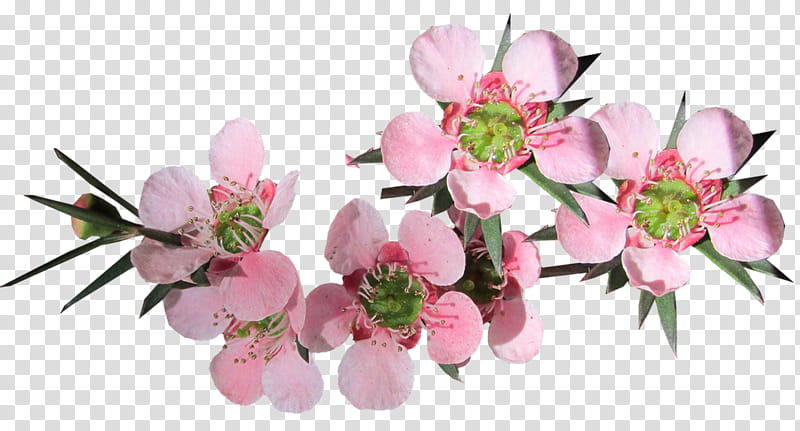 Tea Tree Oil, Australia, Tea Plant, Nature, Flower, Aussie, Petal, Pink transparent background PNG clipart