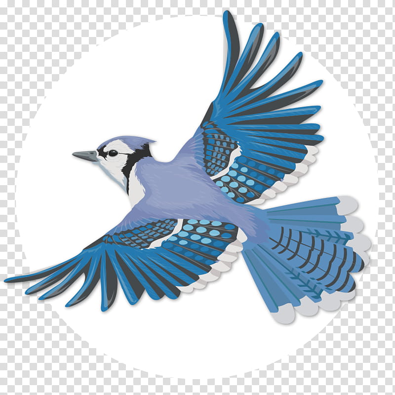 Bird Wing, Blue Jay, Flight, Passerine, Bird Flight, Feather, Gray Jay,  Drawing transparent background PNG clipart