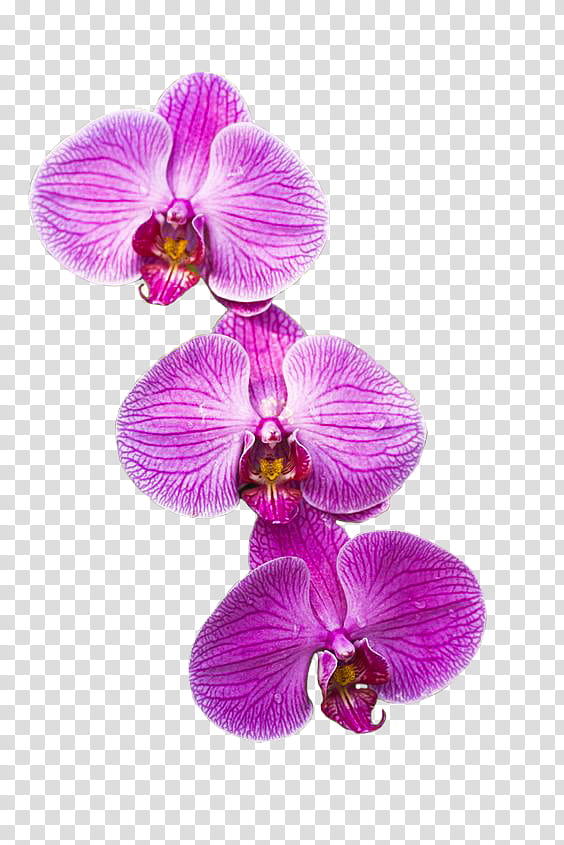 Ash  Watcher , purple moth orchids in bloom transparent background PNG clipart