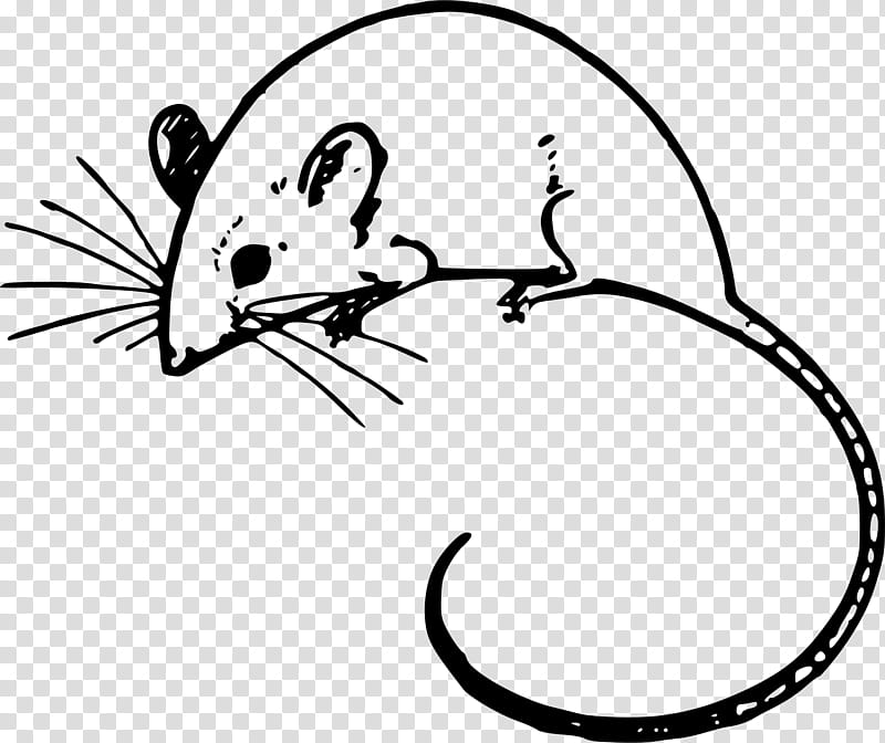 mouse line art rat pest muridae, Muroidea, Whiskers, Snout transparent background PNG clipart