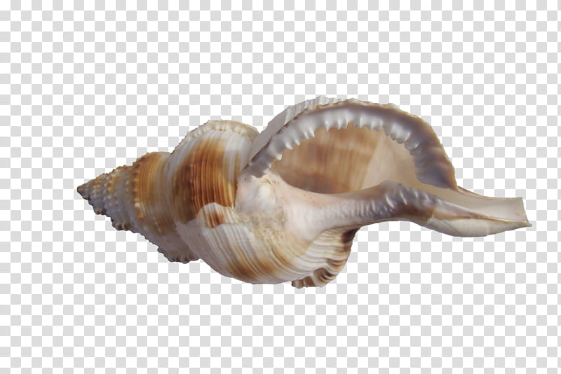 seashell , beige conch shell transparent background PNG clipart