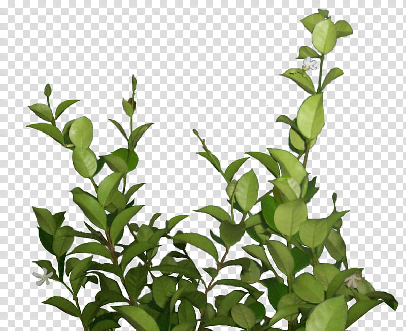 Lateral foliage , green leafed plants transparent background PNG clipart |  HiClipart